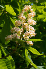 Chestnut tree in bloom in spring. Close-up view of chestnut flowers.