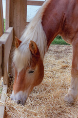 cavalo, quinta, fazenda, animais, natureza