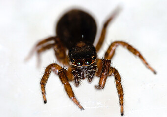 spider on a white background