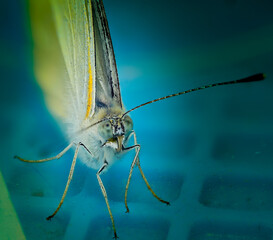 Obraz premium white butterfly