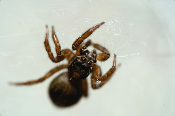 spider on a web