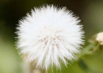 dandelion head