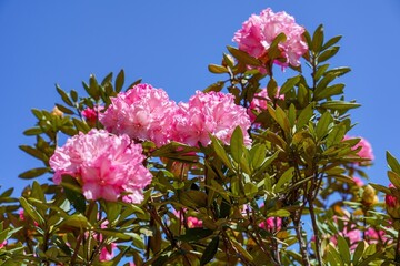 青空バックに見上げる満開のシャクナゲ＠石川