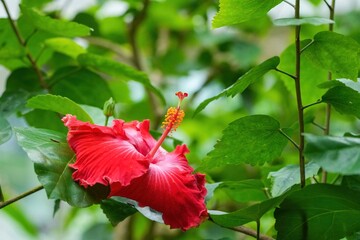 光を浴びて輝く満開の真っ赤なハイビスカス