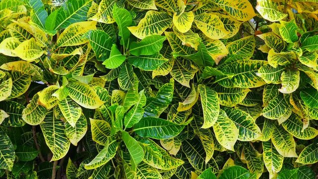 Tropical plants growing in caribbean garden, closeup