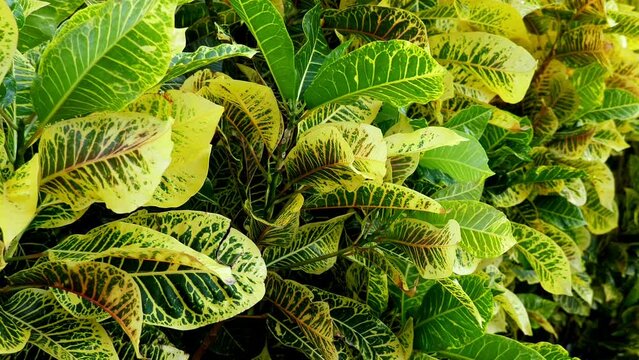 Tropical plants growing in caribbean garden, closeup