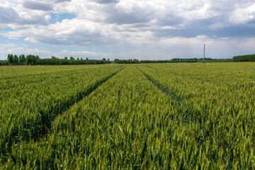 Ripe ears of wheat under white clouds