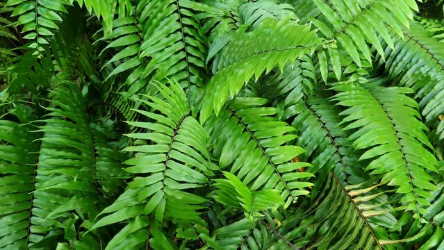 Tropical plants growing in caribbean garden, closeup