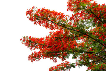 Beautiful tropical tree blooming isolated on a white background, clipping path