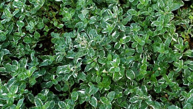 Tropical plants growing in caribbean garden, closeup