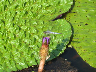 A pale dragonfly that stays on the flower of Prickly Water Lily