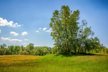 Rheinauen bei Rastatt