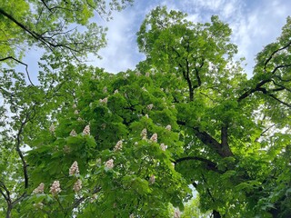 Flowering chestnut tree in the park