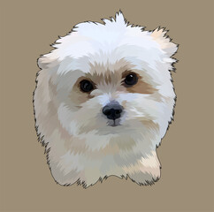 portrait of a white terrier