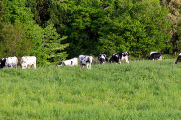 牧場で優雅に過ごす牛（ホルスタイン）　福井県奥越高原牧場