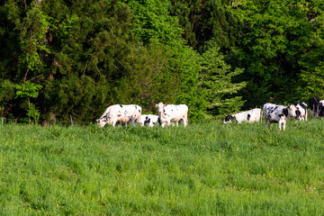 牧場で優雅に過ごす牛（ホルスタイン）　福井県奥越高原牧場