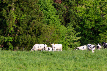牧場で優雅に過ごす牛（ホルスタイン）　福井県奥越高原牧場
