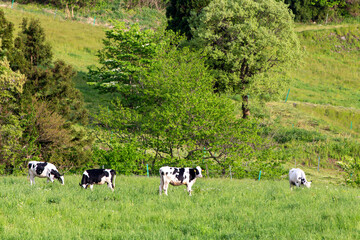 牧場で優雅に過ごす牛（ホルスタイン）　福井県奥越高原牧場