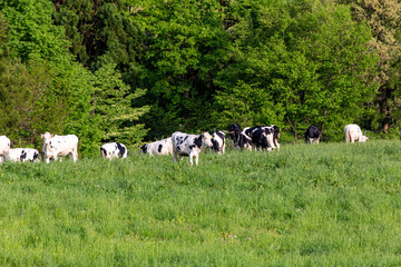 牧場で優雅に過ごす牛（ホルスタイン）　福井県奥越高原牧場