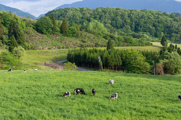 牧場で優雅に過ごす牛（ホルスタイン）　福井県奥越高原牧場