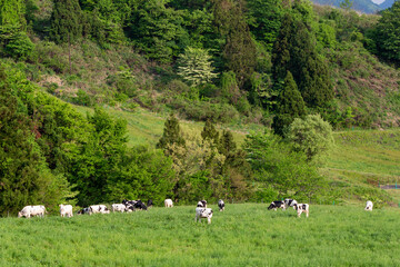 Fototapeta na wymiar 牧場で優雅に過ごす牛（ホルスタイン）　福井県奥越高原牧場