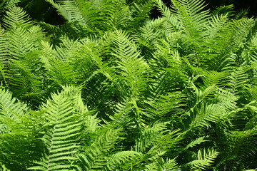 fern leaves