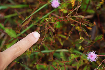 Hands touch sensitive plant leaves - obrazy, fototapety, plakaty