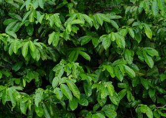 world environment day concept green leaf background