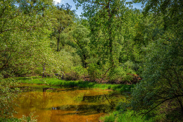 Rheinauen bei Rastatt