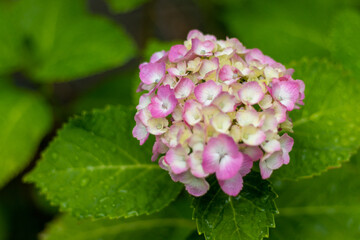 雨上がりのアジサイ