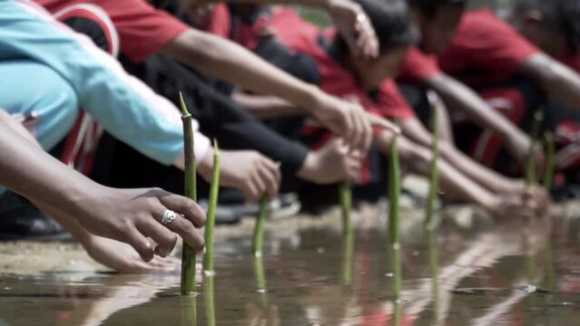Coastal communities in Madura, plant mangrove seedlings on the seafront.