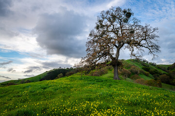 Hiking trails of Mount Diablo State Park, California 