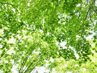 green leaves background