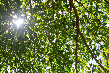 Sunlight shines through the branches and leaves, creating a ray of light.