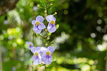 purple flowers with white border on green background except copy space