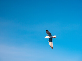 空を飛ぶユリカモメ