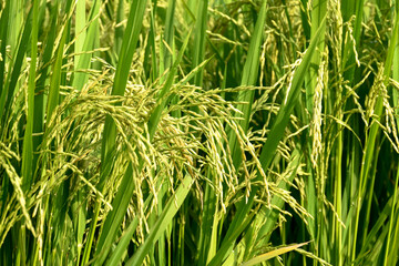 Rice or Paddy plant in the rice field