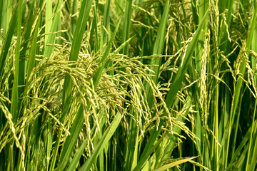 Rice or Paddy plant in the rice field
