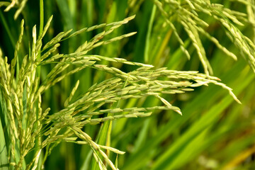 Rice or Paddy plant in the rice field