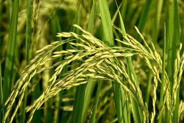 Rice or Paddy plant in the rice field