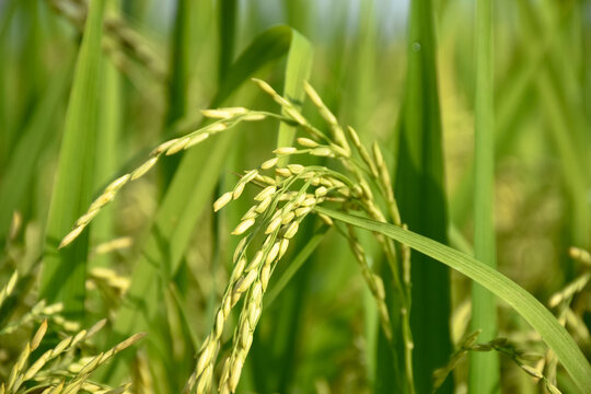 Rice or Paddy plant in the rice field