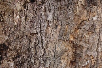 bark background There are cracks in the bark.