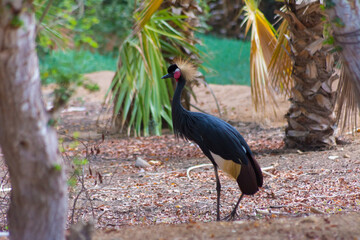 Black crowned crane © Naushad
