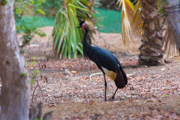 Black crowned crane
