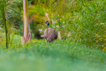 Obraz premium Peahen