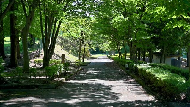 公園の並木道を散歩