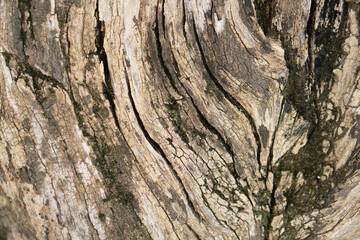 bark background There are cracks in the bark.