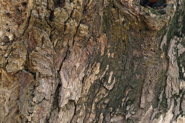 bark background There are cracks in the bark.