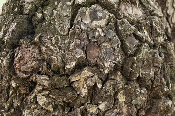 bark background There are cracks in the bark.