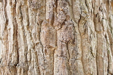 bark background There are cracks in the bark.